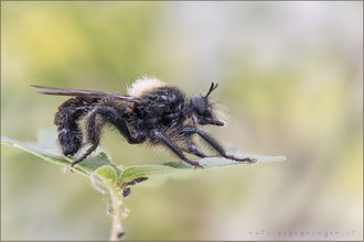 Laphria ephippium ♂ - Sattel-Mordfliege