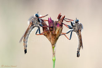 Echthistus rufinervis ♀ + ♂ - Berserkerfliegen  