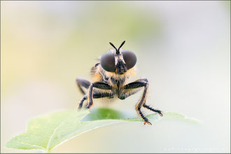 Choerades fimbriata ♀ - Fransen-Mordfliege