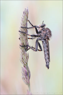 Machimus annulipes ♂ 
