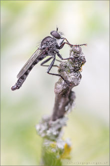 Tolmerus strandi ♂ - Strand's Raubfliege