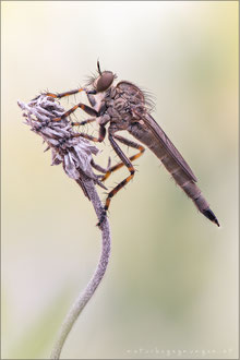 Tolmerus cowini ♀ - Cowin's Raubfliege