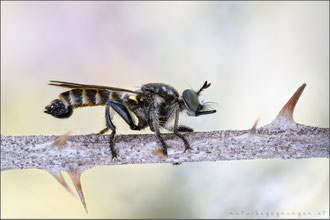 Choerades fimbriata ♂ - Fransen-Mordfliege 