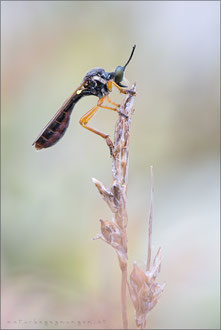 Dioctria flavipennis ♀ - Östliche Habichtsfliege 