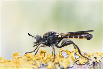 Choerades femorata ♂ - Kleine Mordfliege