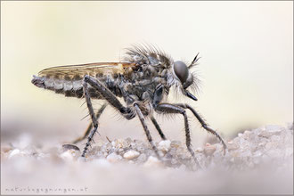 Dysmachus trigonus ♂ - Säbel-Raubfliege