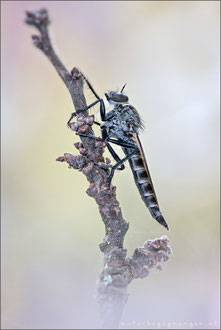 Tolmerus atripes ♀ - Düster-Raubfliege 