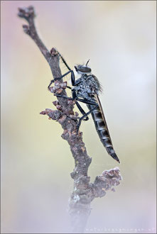 Tolmerus atripes ♀ - Düster-Raubfliege 