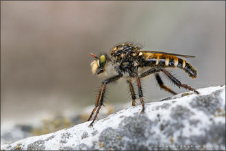Cyrtopogon ruficornis ♀ - Große Makelfliege 