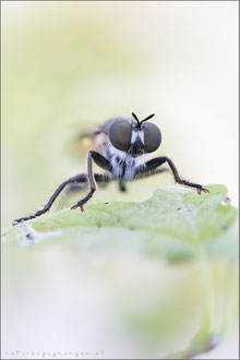 Choerades fimbriata ♂ - Fransen-Mordfliege