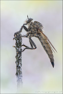 Machimus rusticus ♀ - Schlichte Raubfliege 