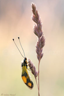 Östliche Schmetterlingshaft (libelloides macaronius)