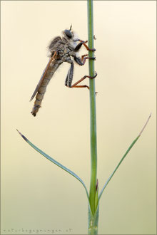 Echthistus rufinervis ♂ - Berserkerfliege  