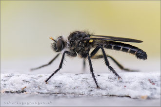 Cyrtopogon fulvicornis ♂ - Nachtwächter-Makelfliege