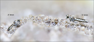 Stichopogon elegantulus ♂+♀ - Kleiner Sandwicht