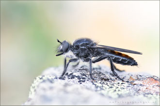 Choerades gilva ♀ - Karminrote-Mordfliege