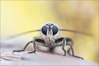 Laphria gibbosa ♂ - Große Mordfliege  