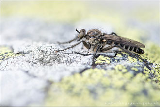 Lasiopogon bellardii ♀ - Bellardi's Grauwicht 