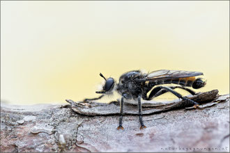 Choerades ignea ♂ - Zinnober-Mordfliege  