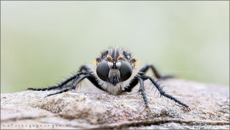 Cyrtopogon fulvicornis ♀ - Nachtwächter-Makelfliege 