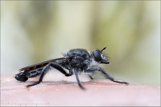 Choerades gilva ♂ - Karminrote-Mordfliege