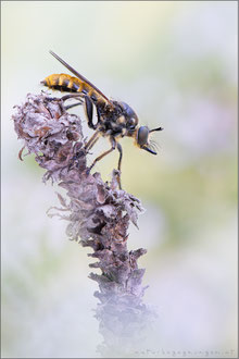 Choerades fimbriata ♀ - Fransen-Mordfliege