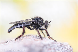 Cyrtopogon maculipennis ♀ - Gefleckte Makelfliege  