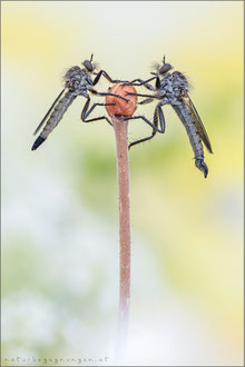 Didysmachus picipes ♀+ ♂ - Berg-Raubfliegen