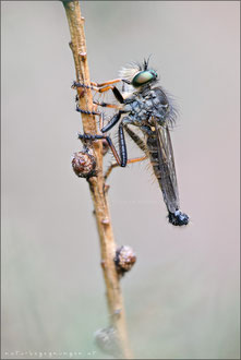 Neoitamus cothurnatus ♂ - Knoten-Strauchdieb  