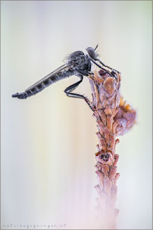 Tolmerus atripes ♂ - Düster-Raubfliege 