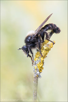 Laphria ephippium ♂ - Sattel-Mordfliege