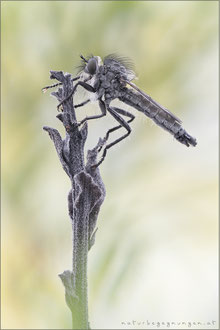 Dysmachus praemorsus ♂ - Schlitzzangen-Raubfliege