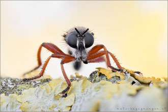 Choerades rufipes ♂ - Rotbeinige Mordfliege