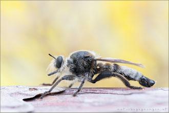 Laphria gibbosa ♂ - Große Mordfliege  