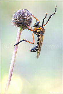 Molobratia teutonus - Kleine Wolfsfliege 