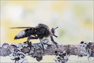 Laphria gibbosa ♀ - Große Mordfliege  