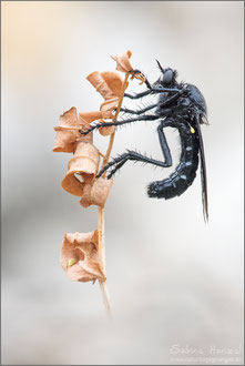 Dasypogon diabolicus ♂ 