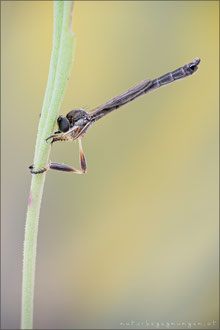 Leptogaster pubicornis ♂ - Kleine Schlankfliege