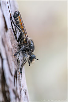 Choerades ignea ♂ - Zinnober-Mordfliege  