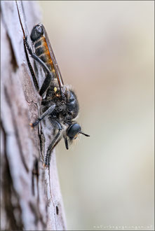 Choerades ignea ♂ - Zinnober-Mordfliege  