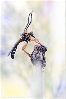 Molobratia teutonus - Kleine Wolfsfliege