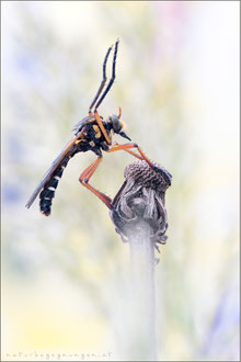 Molobratia teutonus - Kleine Wolfsfliege