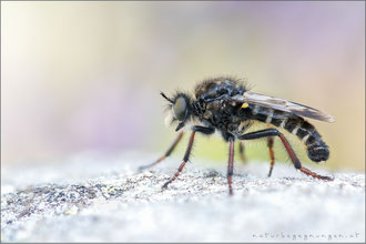 Cyrtopogon maculipennis ♂ - Gefleckte Makelfliege  