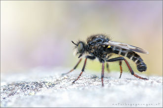 Cyrtopogon maculipennis ♂ - Gefleckte Makelfliege  