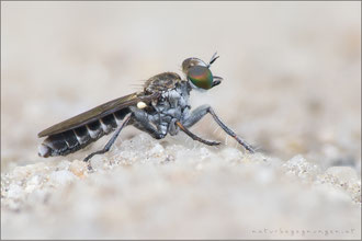 Stichopogon barbistrellus ♂