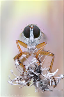 Aneomochtherus flavicornis ♂ - Gelbe Raubfliege
