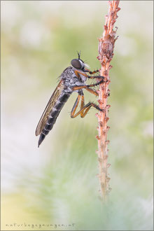 Neomochtherus pallipes ♀ - Striemen-Raubfliege