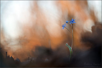 Zweiblättriger Blaustern (scilla bifolia)