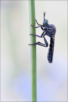 Dioctria atricapilla ♀ - Schwarze Habichtsfliege