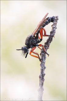 Choerades rufipes ♂ - Rotbeinige Mordfliege 